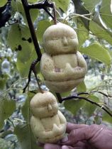 baby-shaped-pears